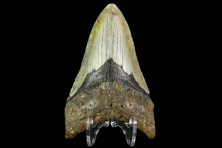 Fossil Megalodon Tooth - North Carolina #109683